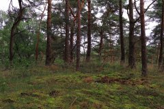 Het Leuvenumse Bos