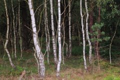 Het Leuvenumse Bos