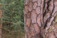 Het Leuvenumse Bos