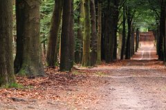 Het Leuvenumse Bos