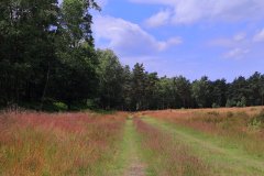 Het Leuvenumse Bos