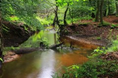 Het Leuvenumse Bos