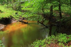 Het Leuvenumse Bos