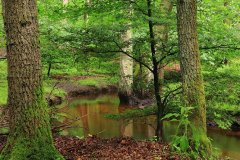 Het Leuvenumse Bos