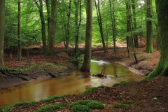 Het Leuvenumse Bos