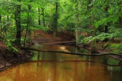 Het Leuvenumse Bos