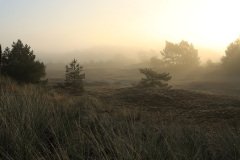 Het Leuvenumse Bos