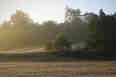 Het Leuvenumse Bos