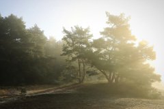 Het Leuvenumse Bos
