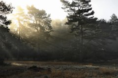 Het Leuvenumse Bos