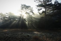 Het Leuvenumse Bos