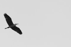 Blue heron, Stille Kern, Zeewolde, Flevoland