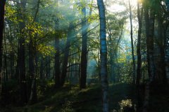 Het Leuvenumse Bos