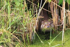 Otter