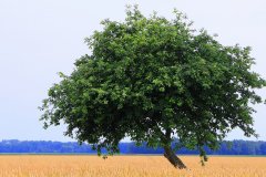 Flevoland