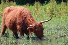 Scottish Highland Cattle, Stille Kern, Zeewolde