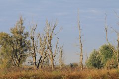 Oostvaardersplassen