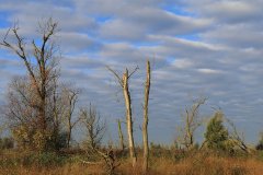 Oostvaardersplassen