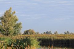 Oostvaardersplassen