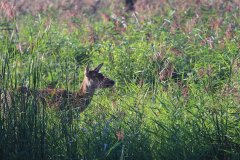 Oostvaardersplassen