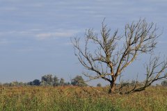 Oostvaardersplassen