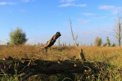 Oostvaardersplassen