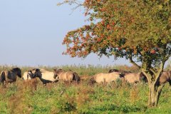 Oostvaardersplassen