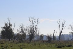 Oostvaardersplassen