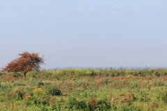 Oostvaardersplassen
