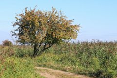 Oostvaardersplassen