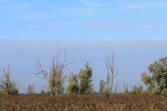 Oostvaardersplassen