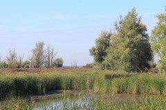 Oostvaardersplassen