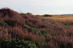 Het Leuvenumse Bos