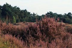 Het Leuvenumse Bos