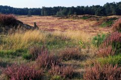 Het Leuvenumse Bos