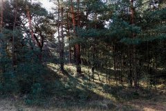 Het Leuvenumse Bos