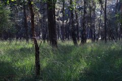Het Leuvenumse Bos