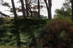 Het Leuvenumse Bos