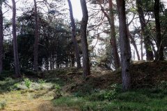 Het Leuvenumse Bos