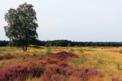 Het Leuvenumse Bos