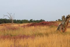Het Leuvenumse Bos