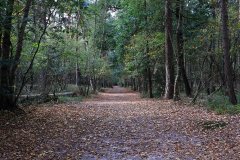 Het Leuvenumse Bos