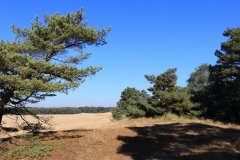 Het Leuvenumse Bos