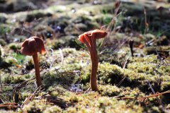 Leuvenumse Bos
