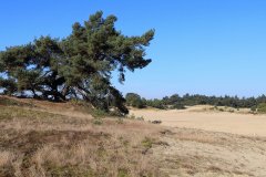 Het Leuvenumse Bos