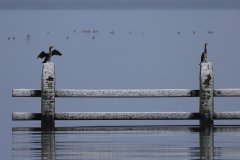 IMG_5145
