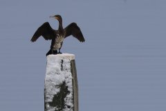 IMG_5146