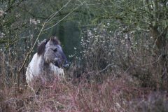 Konik horses, Zeewolde, Stille Kern