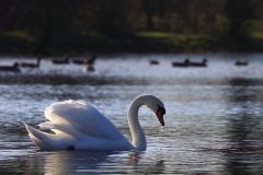 Swan
