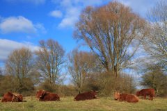 Scottisch Higland Catle,Stille Kern, Horsterwold, Zeewolde